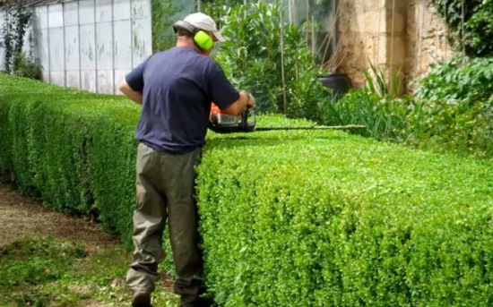 Hedge Trimming