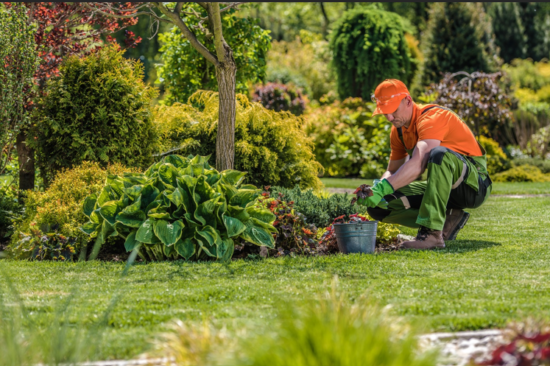 garden pest control
