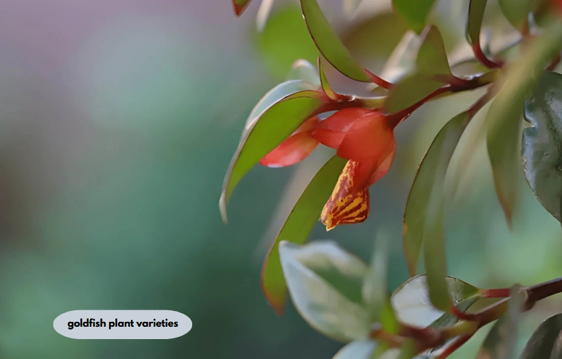 goldfish plant varieties